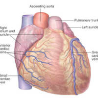 Coronary artery/vein on axial CT image