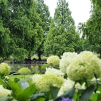はなさき公園「紫陽花とメタセコイア」