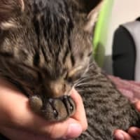 保護猫