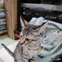 　正式譲渡のつむぎ改めはるちゃん