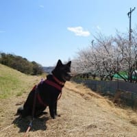 ﾜﾝ散歩ｺｰｽ 桜