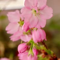 桜の花展