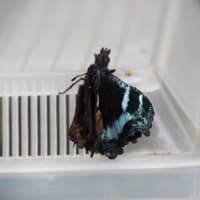 ルリタテハ幼虫　続き第3弾