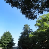 7月に入りました