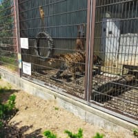 東山動植物園へお散歩