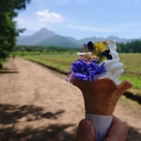 八ヶ岳ガーデンプロジェクトとエディブルフラワーソフトクリーム。