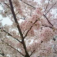 春便り