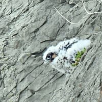 ハヤブサのヒナ、健在
