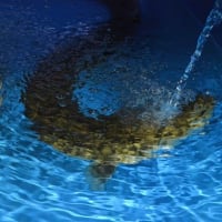 打たせ湯ならぬ打たせ水