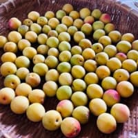 減塩梅干し梅酢漬け。その１。