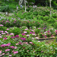 紫陽花が見頃を迎えました。