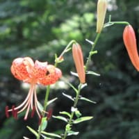 東山植物園に咲く花々（オニユリ・・・）