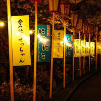 桜の季節（本荘公園で夜桜）