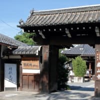 京都　青モミジ100シリーズの紫式部邸址の蘆山寺