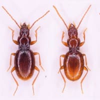 クラサワメクラチビゴミムシ属×4種？ - 最上の自然
