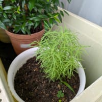 新入りさんです。