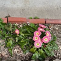 春の花壇
