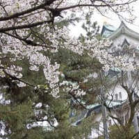 名古屋城の花見　P2