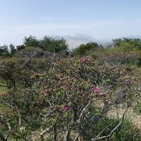 ミヤマキリシマが咲き出した～日出町経塚山～