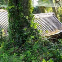 愛媛県伊予市、双海町高野川甲「高野川神社境内のオガタマノキ 」（市指定）です！！