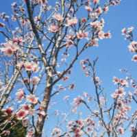 ご入学おめでとうございます🌸