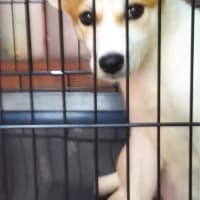 子犬生活7日目
