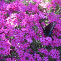 三島さんちの芝桜　俱知安町