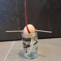 アボカド２ヶ月目。植え替えた。