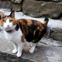 坂の街の猫たち　2025年2月　その8