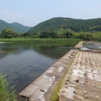 本日の海部川