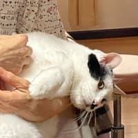 今週の水草水槽＆にゃんこ 2025.7.2