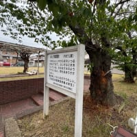 奈良県「サクラ見守り隊」登録