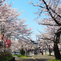 高原にも桜咲いてきたょ。