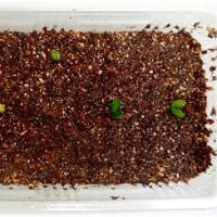 レモンの種を、発芽させてみました