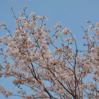 タムシバの開花に間に合った！
