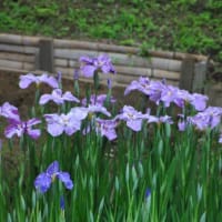 明治神宮御苑　　花菖蒲田に1500株のきれいな花菖蒲　　　5
