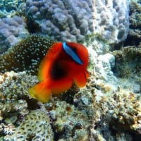 泳がないともったいない！！