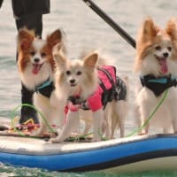 みいちゃん　空斗　海斗　とのお別れ