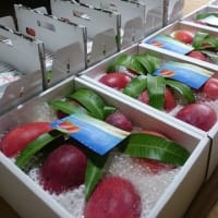 奄美大島のアップルマンゴー