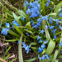blueの花　シラーシビリカ