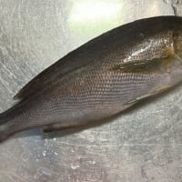 昼ごはん