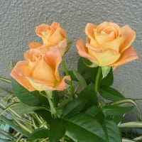 オレンジのバラ・・・・・
