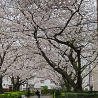 桜の季節に腰痛が満開