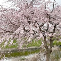 大阪も桜開花です
