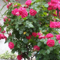 ミニバラの花柄をカット