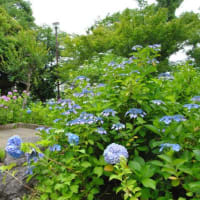 多摩川台公園あじさい園　　色々の色、種類のあじさいたち　　4