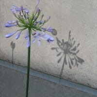 花影　L'ombres des fleurs.