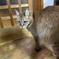 今日はななちゃんの日！(≧▽≦)