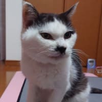 新たなシニア猫メンバー追加