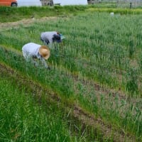【無料公開】自然菜園スクール【長野校】『手づくり醤油＆味噌（小麦・大豆）コース』5月18日（日）	講義：タネから育てる手前味噌・醤油講座①大豆栽培 実習：大豆の種まき、土寄せ